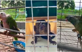 Algunos de los animales silvestres recuperados.