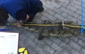 EL cocodrilo americano de 2 metros fue hallado en las playas del sector Tom Hooker.