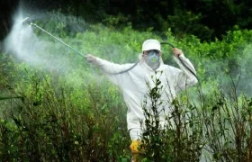 Los cultivos de coca alcanzaron una cifra récord de 209.000 hectáreas.