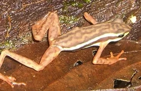 El jambato negro (Atelopus ignescens).