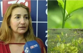 Lumey Pérez Artiles, experta cubana en HLB e investigadora Ph.D de  Agrosavia.