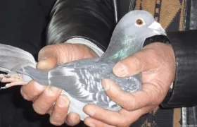  Los dos condenados admitieron haber usado la red ferroviaria china para que sus palomas "volaran" más rápido que otras.