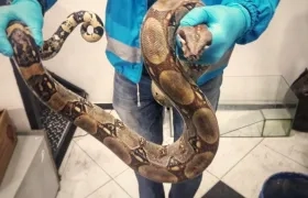 La boa encontrada en el bus. 