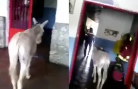 El burro entrando a la estación de bomberos en Mérida.