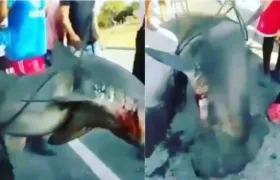 Tiburón martillo pescado en Pozos Colorados.