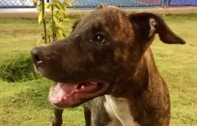 'Zeus', perro extraviado.