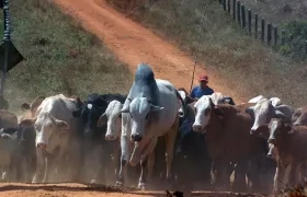 Colombia espera aprovechar que tiene el cuarto hato ganadero más grande de América Latina.