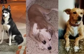 'Niña', 'Rocky' y 'Luna', mascotas extraviadas.