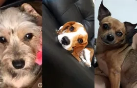 Mascotas desaparecidas.