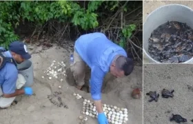 En el Parque Tayrona, nacieron 67 tortugas carey.
