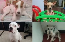 Perritos extraviados.
