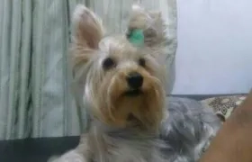 Desde el 22 de diciembre se extravió una yorkshire terrier.