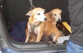 Bingo y Canela, perritos extraviados.
