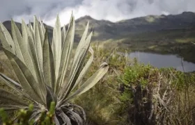 Páramo de Chingaza.