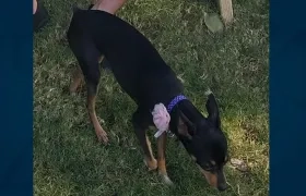 'Mía' perrita perdida.