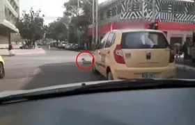 Arrolló a perrito en el Paseo Bolívar.
