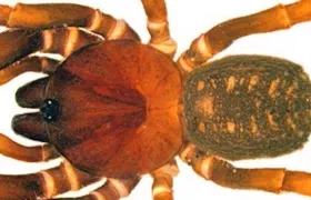 Cuatro de esas especies de arañas no se ajustaban a ningún género existente.