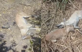 Los perros muertos dentro de la finca.
