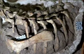 Nueva especie de dinosaurio ornitópodo.