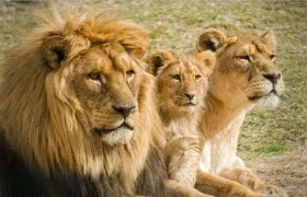 Leones, especie que habita en el parque natural Kruger de Sudáfrica. 