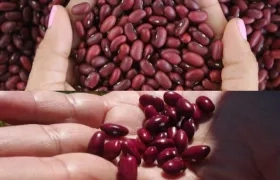 Frijoles biofortificados.