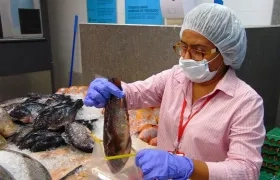 Funcionaria revisa el pescado en un establecimiento de venta de productos alimenticios.