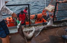 Nuevamente los pescadores de Ecuador están entrando ilegalmente al área protegida, denunció la Fundación Malpelo.