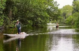 La supervivencia de los manglares está amenazada por las consecuencias de la actividad agrícola y el cambio climático.