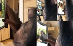 El chimpancé viendo Instagram.