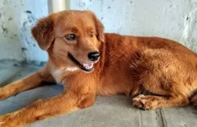 'Zacha', la perrita perdida en el barrio San Antonio.