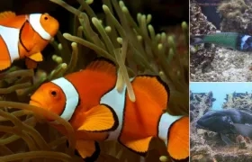 El pez payaso, Labrido de Cabeza Azul y el bacalao azul de Nueva Zelanda son algunos de los peces que cambia de sexo.