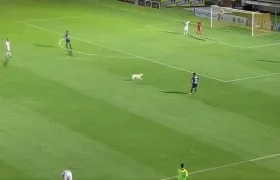 Uno de los perros que hizo presencia en la cancha de La Independencia.