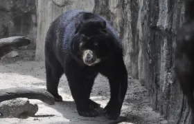 Oso de anteojos 'Chucho'