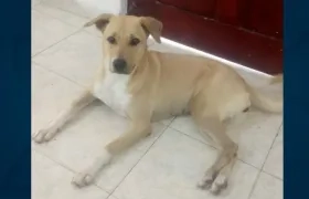 'Sofía', perrita extraviada en el barrio Bellavista.