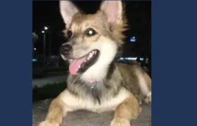 'Abril', mascota perdida en el Parque Venezuela.