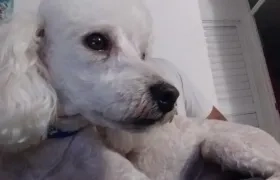 El perro desapareció en el barrio Los Almendros el pasado 2 de agosto.