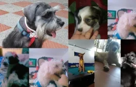 Los perros que han muerto.