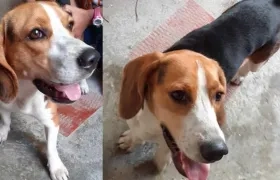 Perrito encontrado.