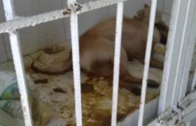 Así mantienen a los perros, según el extrabajador.