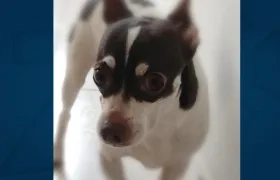 La mascota 'Tomás'.