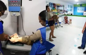 El perro fue atendido en una veterinaria, pero falleció por las lesiones.