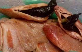 Mojarras incautadas con marihuana.