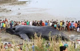 Fotografía de una ballena jorobada que murió a causa de varias heridas este viernes, en una playa de Salvador de Bahía (Brasil).