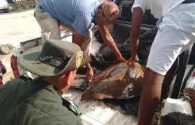 Momento del rescate de la tortuga carey. 