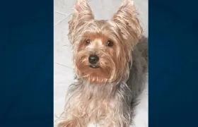 'Rocky', perro extraviado.