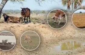 El acopio de leche en el país ha bajado y la tendencia en el sacrificio de ganado también viene disminuyendo.