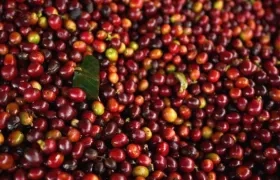 La Federación Nacional de Cafeteros reportó una excelente cosecha.