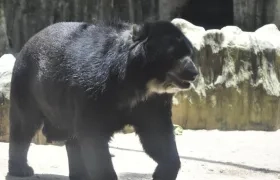 El oso Chucho se queda.