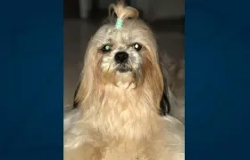 'Kylie', perrita extraviada.