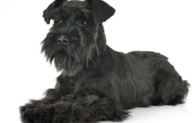 Mascota extraviada en Soledad.